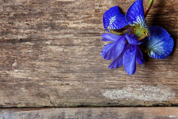 Flower of Iris on a wooden surface background