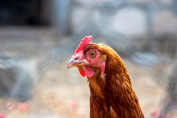 Portrait of a domestic chicken of motley color