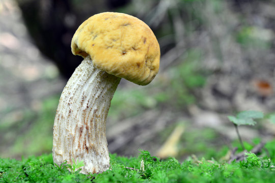 leccinelum crocipodium mushroom