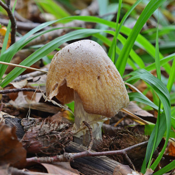 cortinarius caperatus mushroom
