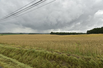Champs de blé et bois sous les gros nuages gris porteur d'averses ,au Périgord Vert