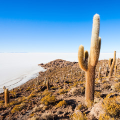 Cactus Island, Uyuni