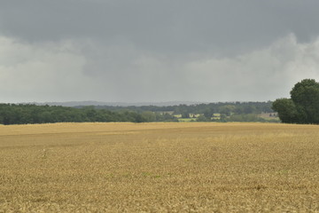 Violente averse avec filet d'eau sur les bois ,au loin  derrière les champs de blé ,au Périgord...