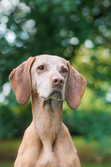 Portrait of a hungarian hound