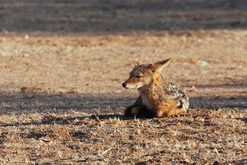 Black-backed jackal in Africa