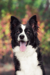 Portrait of a border collie