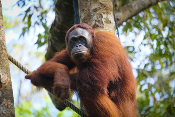 Orangutan