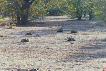Black-backed jackal in Africa