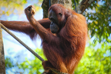 Orangutan