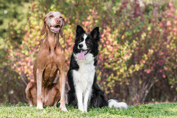 Two obedient dogs sitting