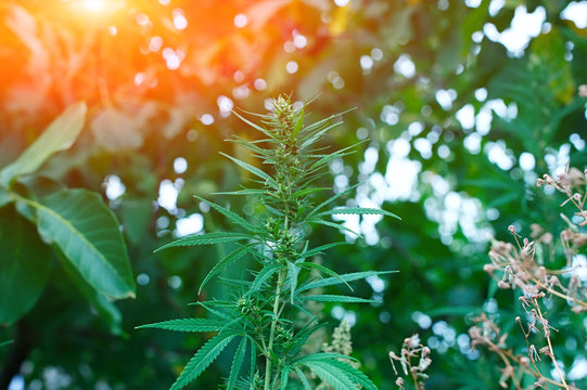 INDOOR MEDICAL MARIJUANA GROW CANNABIS PLANT