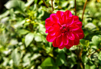 bright red dahlia in the garden