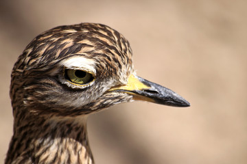 Spotted Thick-Knee (Kaptriel)