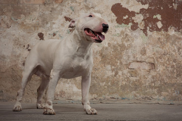 Domestic dog Bull Terrier breed. Focus on the dog muzzle, shallow depth of field