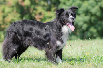 Posing border collie, standing at meadow