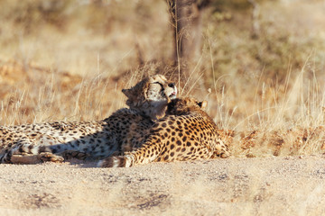 Cheetah in Nature