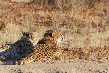 Cheetah in Nature