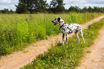 Adorable dalmatian dog outdoors on the road