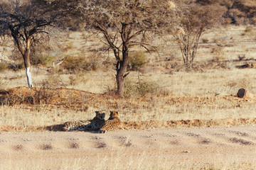 Cheetah in Nature