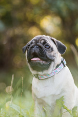 Portrait of a sitting pug