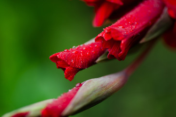 Charming buds of red gladiolus