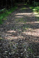  Waldweg