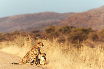 Cheetah in Nature