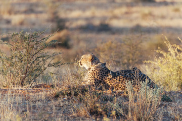 Cheetah in Nature