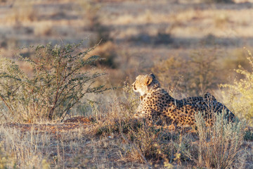 Cheetah in Nature