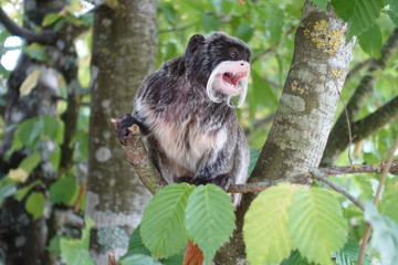 Wild emperor Tamarin screaming in nature