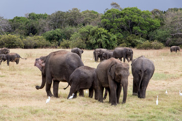 Naklejka na ściany i meble Watching wild elephants during jeep safari in Kandulla national park Sri Lanka