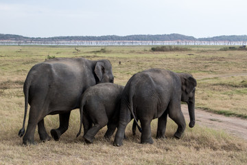 Fototapeta na wymiar Watching wild elephants during jeep safari in Kandula Nature Park Sri Lanka