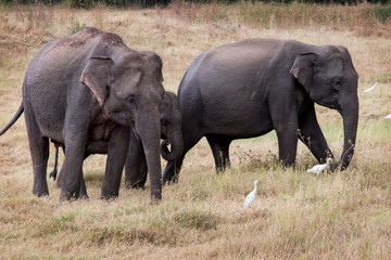 Fototapeta premium Watch Wild Elephants during jeef safari n Kandulla Nature Park in Sri Lanka