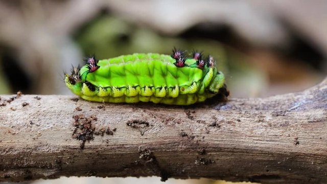 Lagarta verde andando no galho seco.