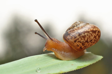 Snail