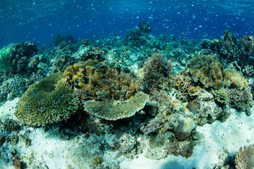 Beautiful Coral Reef in Alor, Indonesia