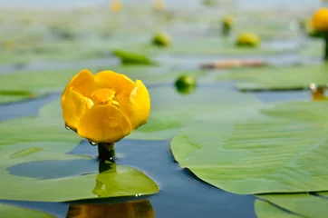 Fototapete Wasserlilien Gelbe Seerose Spritzer-Dock zwischen grünen Blättern