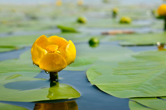 Fototapeta Yellow water lily spatter-dock among green leaves