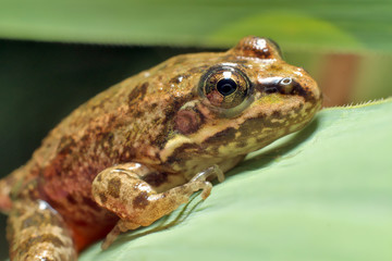 Frog on grass