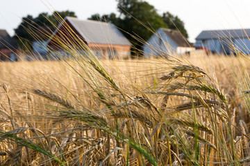 Barley field with farmhouses blurred in the background