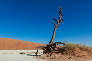 Namibian desert 
