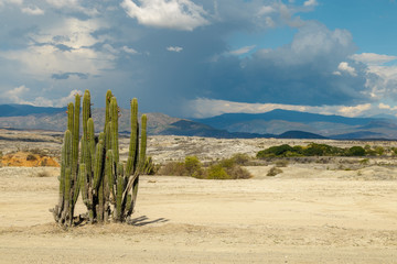big cactuses in red desert, tatacoa desert, colombia, latin america, clouds and sand, red sand in desert