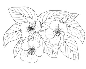 drawing of a flowering branch