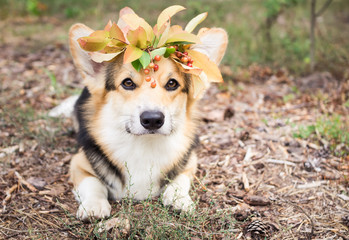A dog of the Welsh Corgi breed Pembroke on a walk in the autumn forest. A dog in a wreath of autumn leaves.