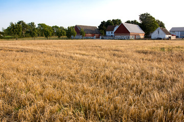 Fototapeta premium Baraley field ready for harvest with farm houses in the background