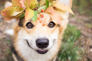 A dog of the Welsh Corgi breed Pembroke on a walk in the autumn forest. A dog in a wreath of autumn leaves.