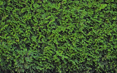 Background of christmas  fir tree branches ,texture