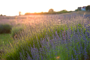 Lavender flowers in the sunlight