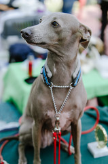 dog greyhound on show in summer park