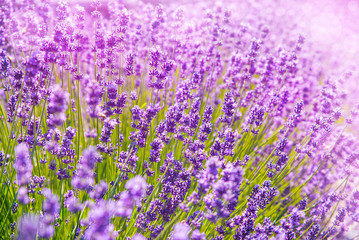 Obraz na płótnie Canvas Lavender flowers in the sunlight
